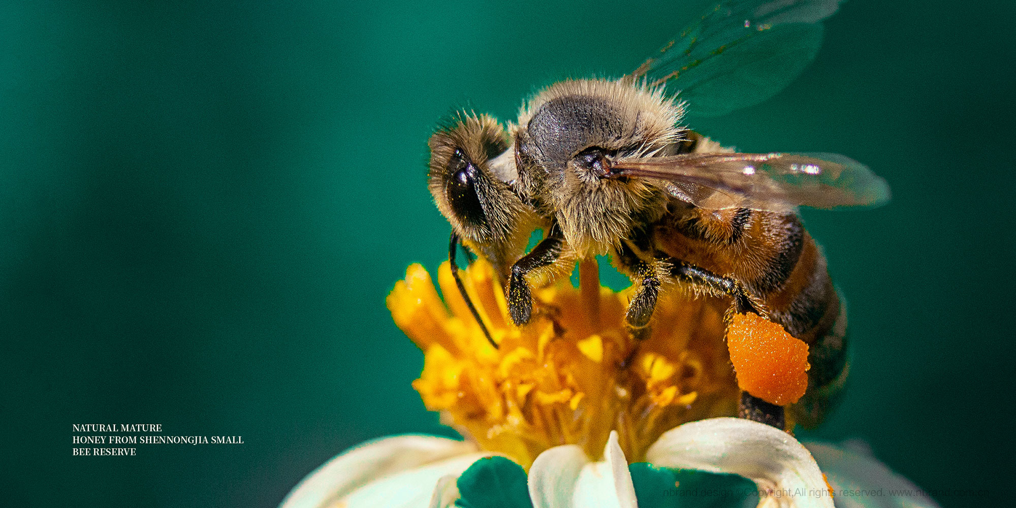 �샞(y��u)������������ʳƷ���b�O(sh��)Ӌ(j��),�Y���O(sh��)Ӌ(j��),�߶�Ʒ���O(sh��)Ӌ(j��)